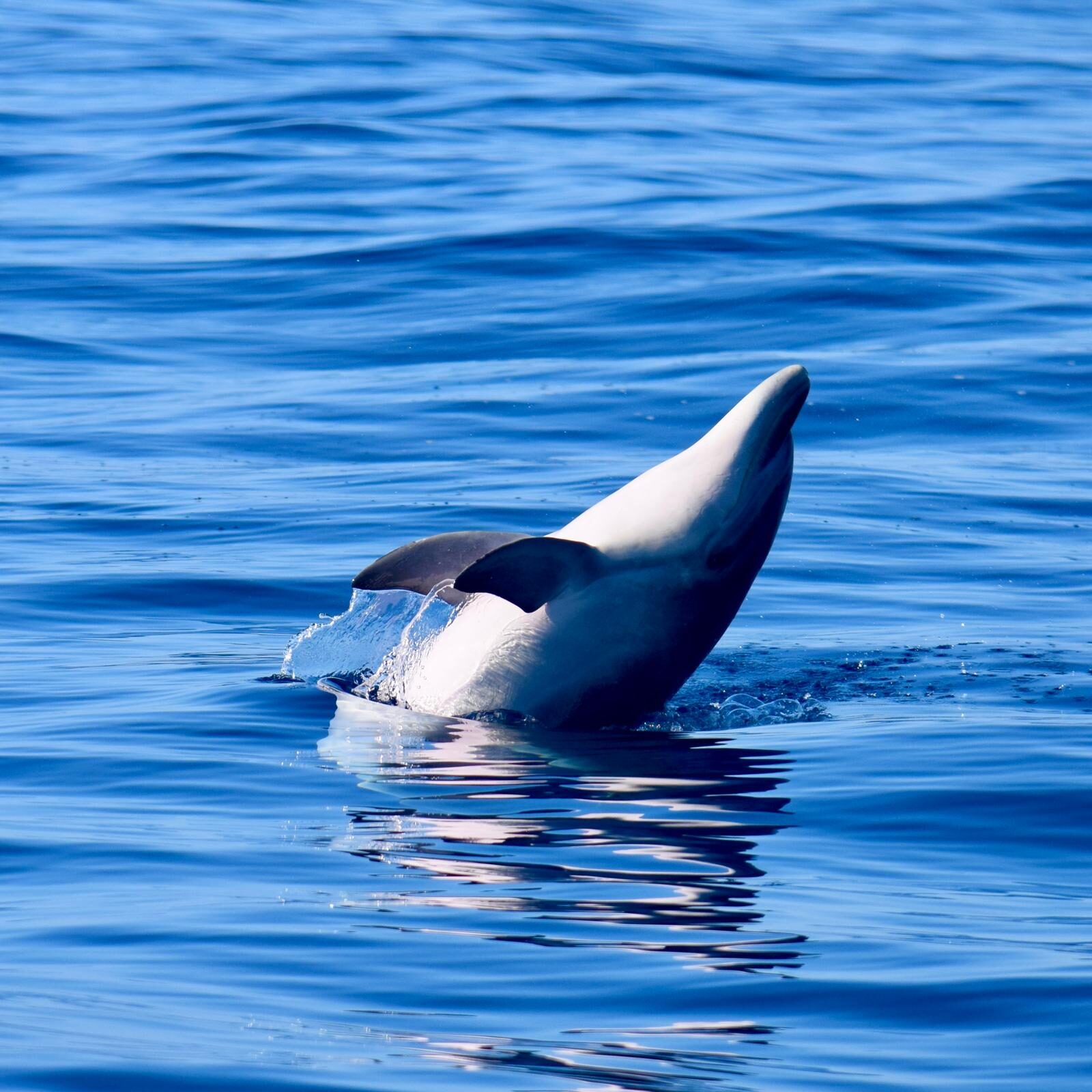 Atlantic spotted dolphins in Tenerife — Tenerife