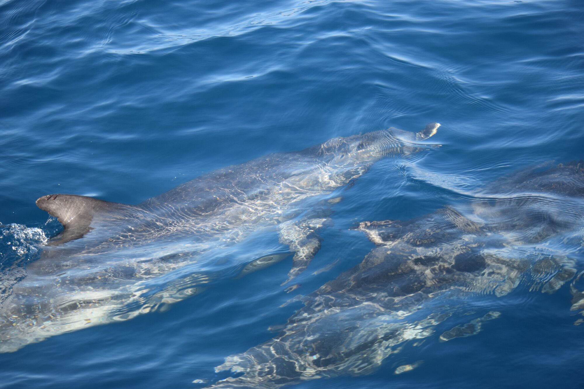 Atlantic spotted dolphin — seen off Tenerife