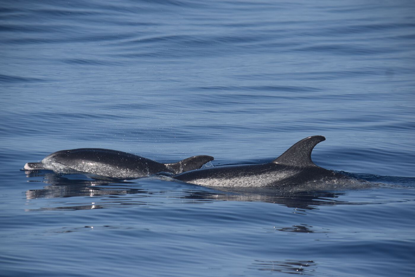Atlantic spotted dolphin — photographed off south Tenerife
