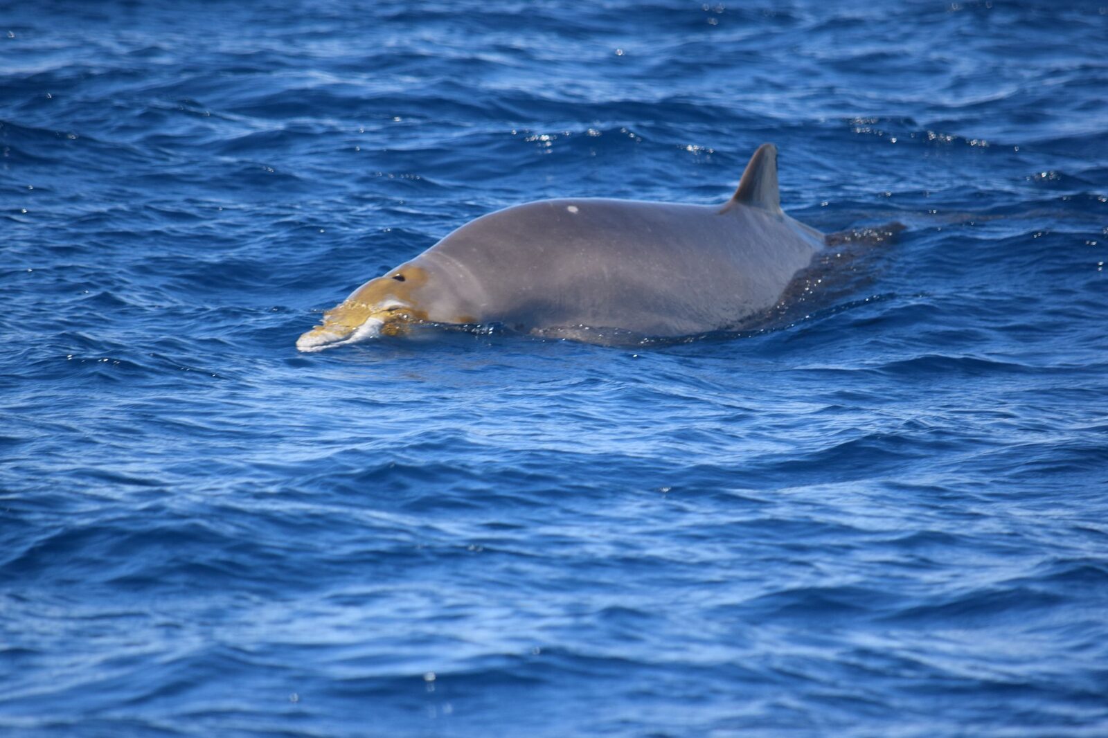 Beaked whales in Tenerife — Tenerife