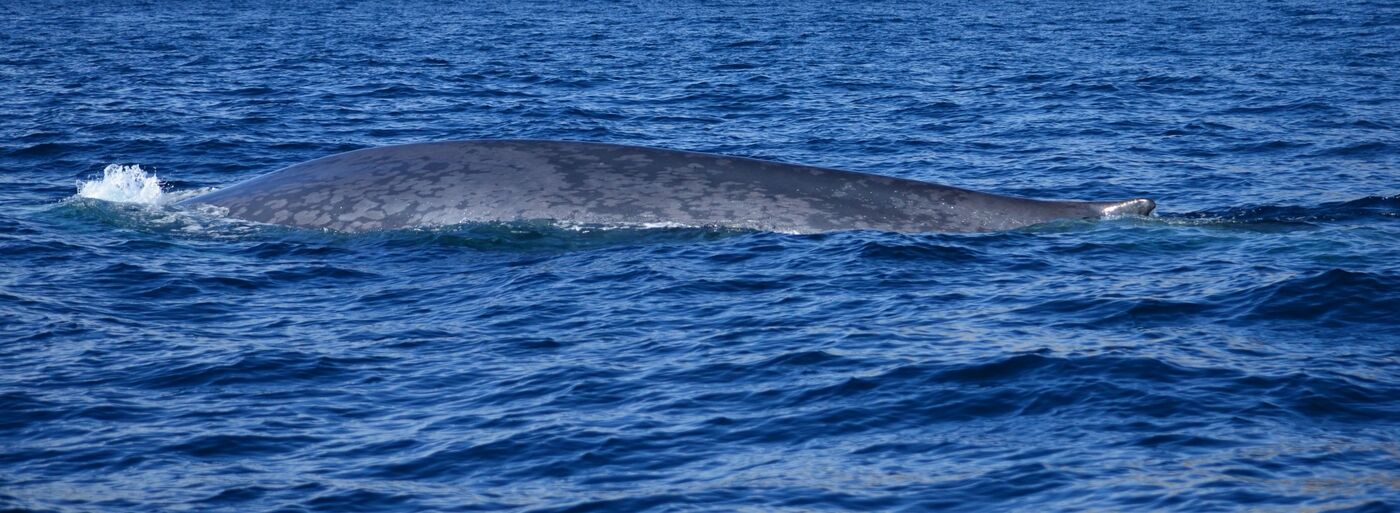 Blue whale — photographed off south Tenerife