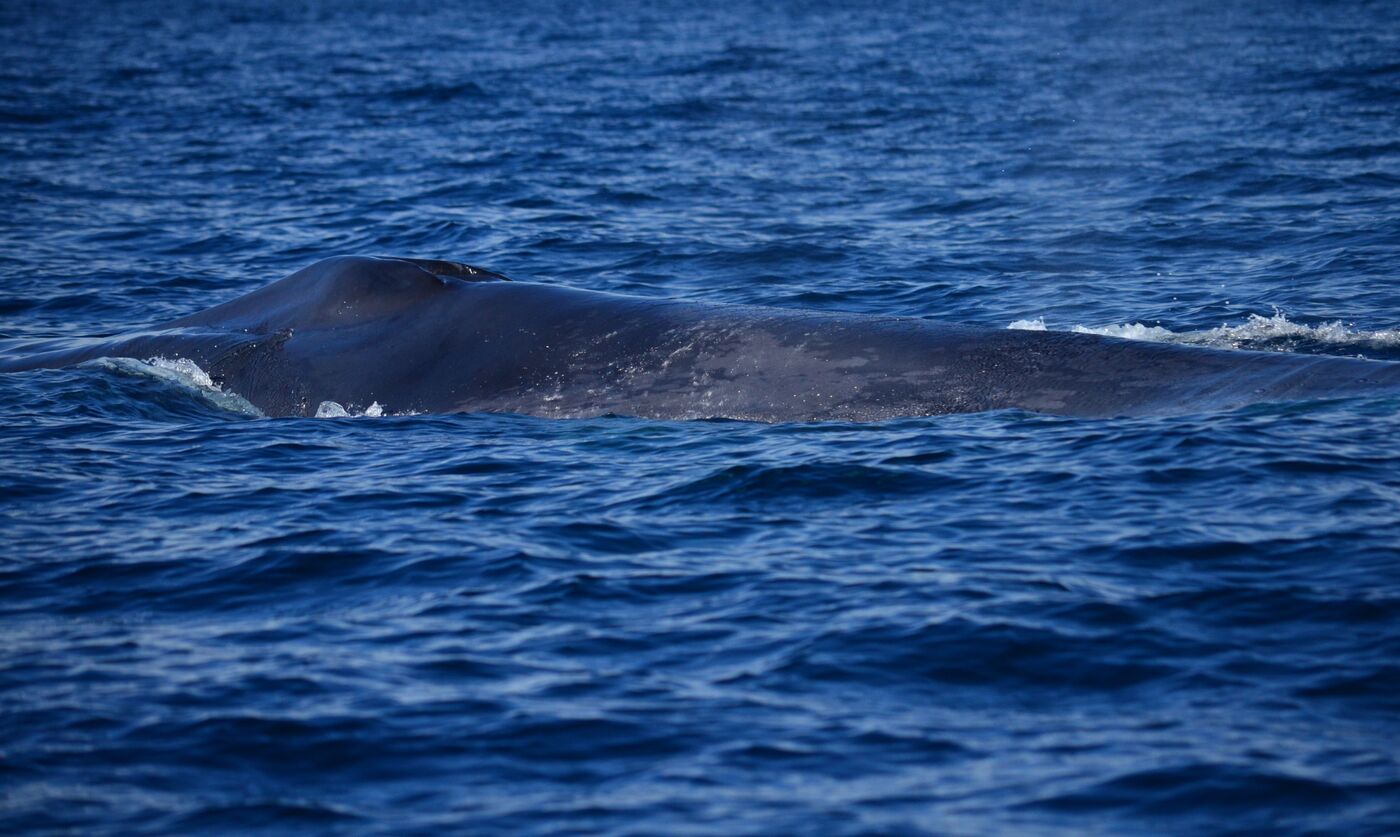 Blue whale — photographed off south Tenerife