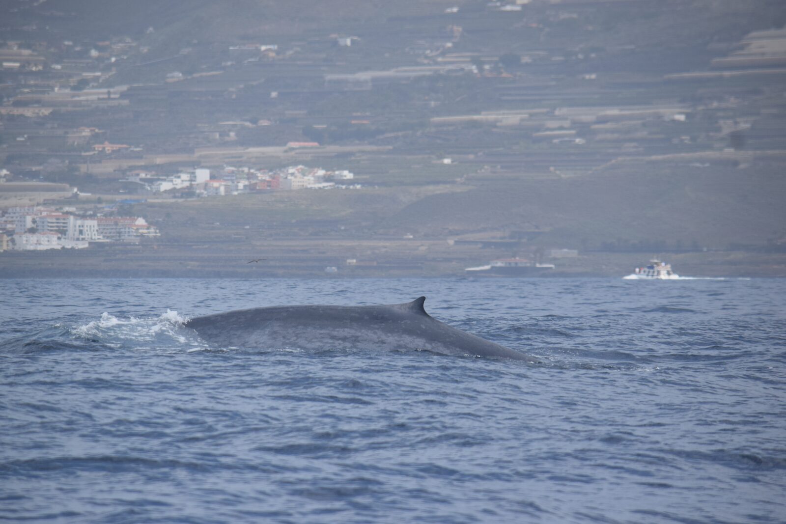 Blue whales in Tenerife — Tenerife