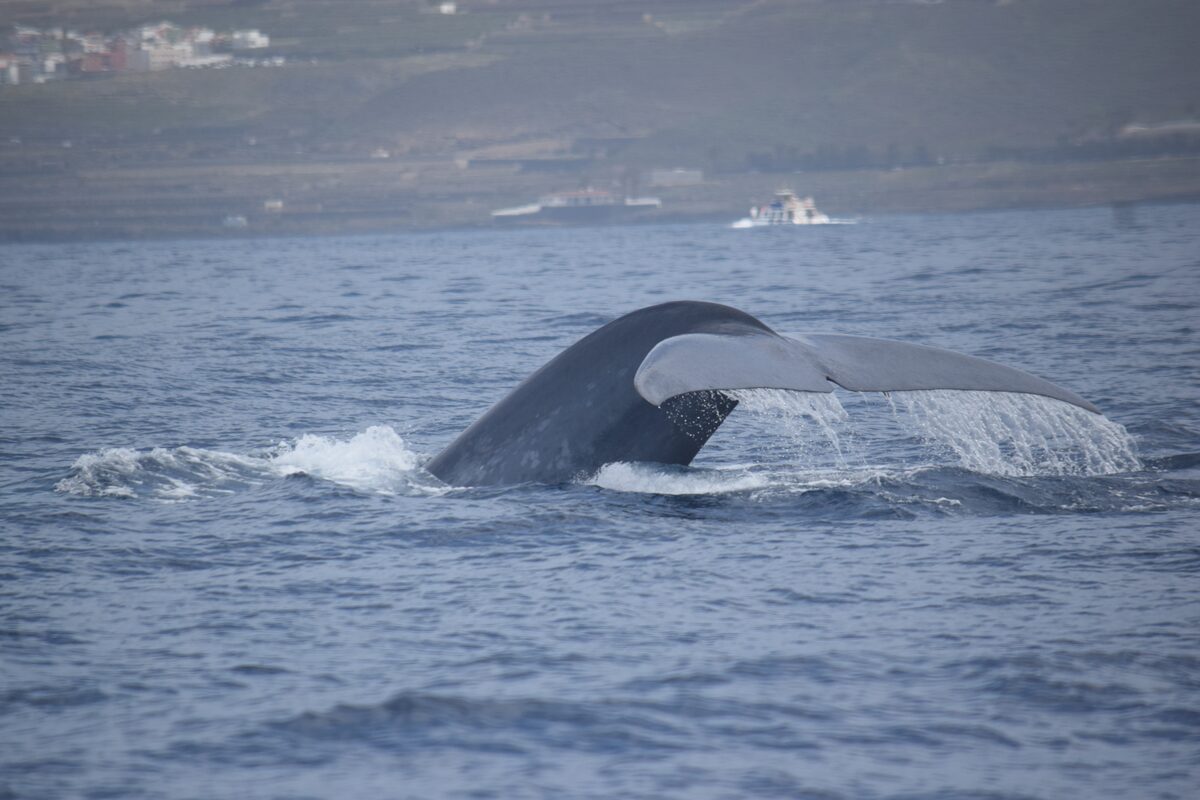 Blue whales in Tenerife — Tenerife