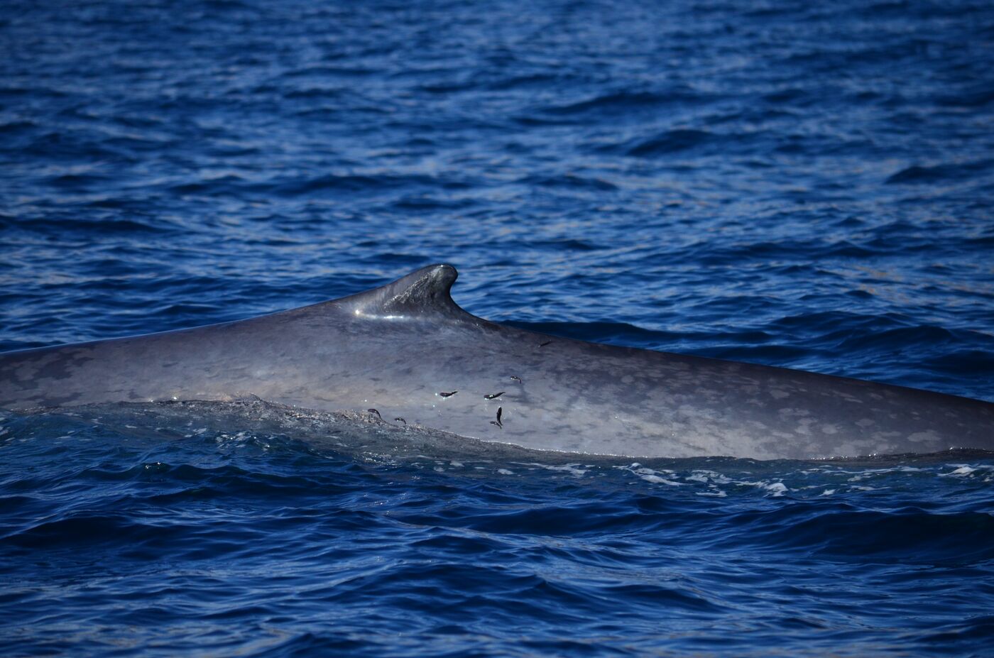 Blue whale — photographed off south Tenerife