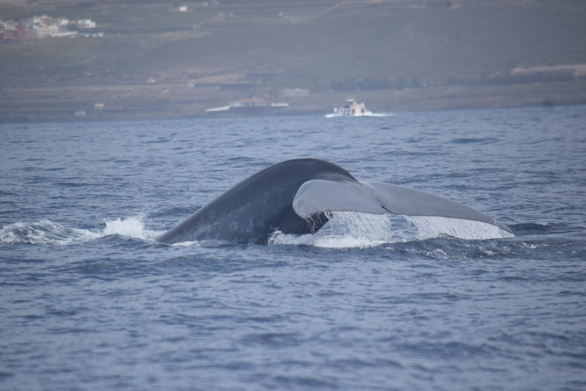Blue whales in Tenerife — Tenerife