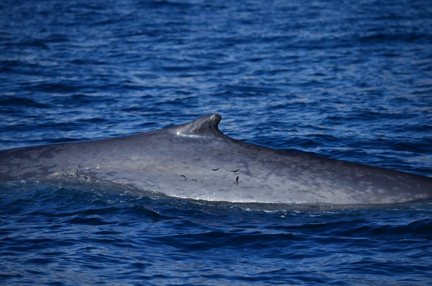 Blue whale — photographed off south Tenerife