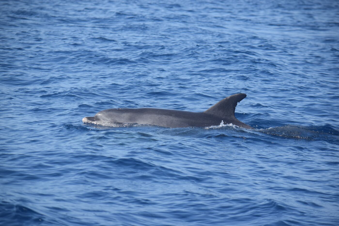 Bottlenose dolphin — photographed off south Tenerife