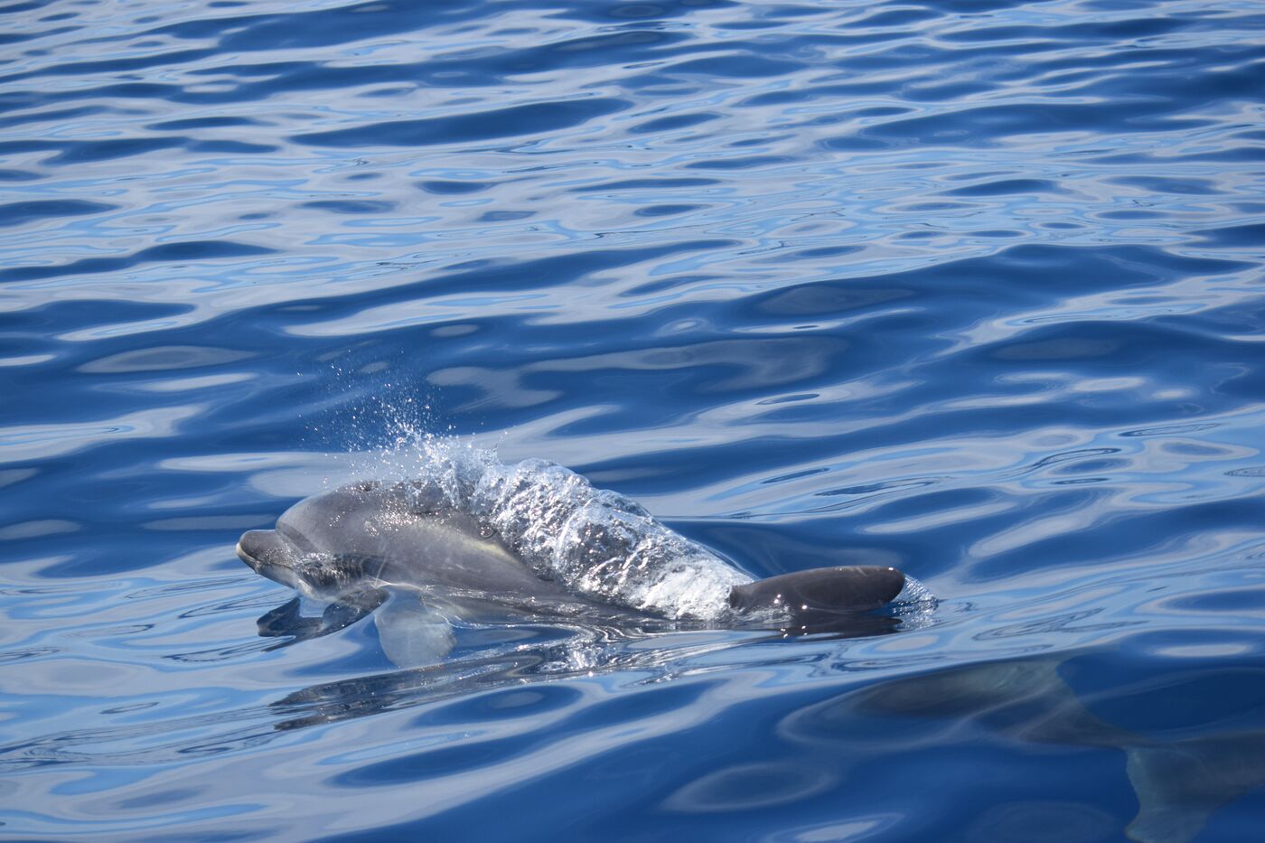Bottlenose dolphin — photographed off south Tenerife