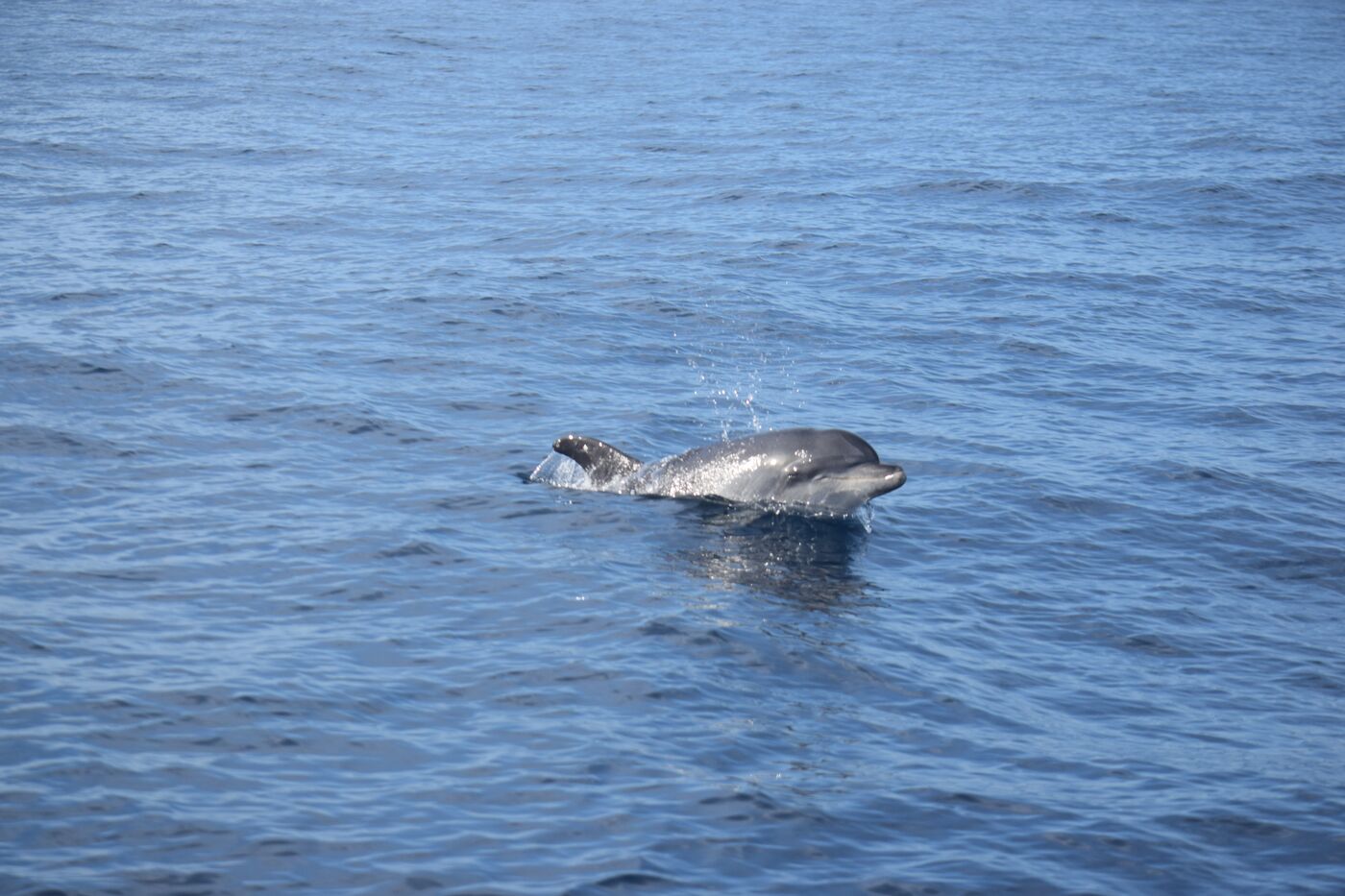 Bottlenose dolphin — photographed off south Tenerife