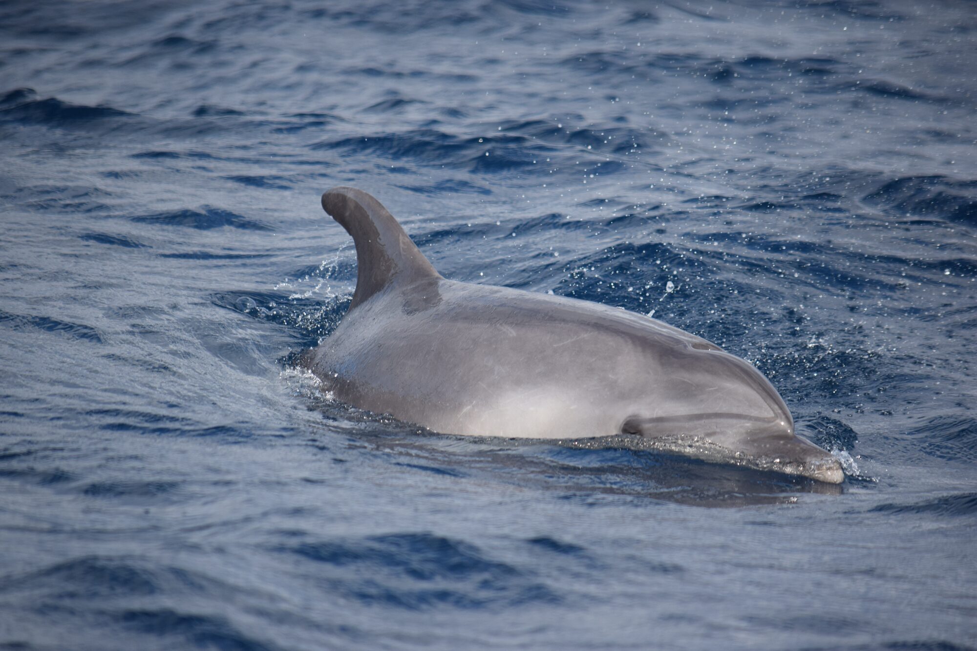 Bottlenose dolphins in Tenerife — Tenerife