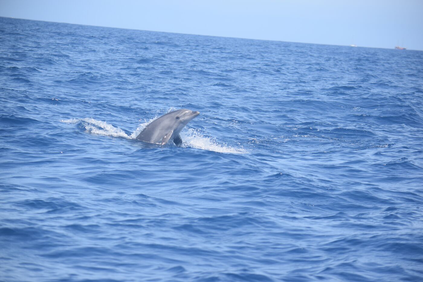 Bottlenose dolphin — photographed off south Tenerife