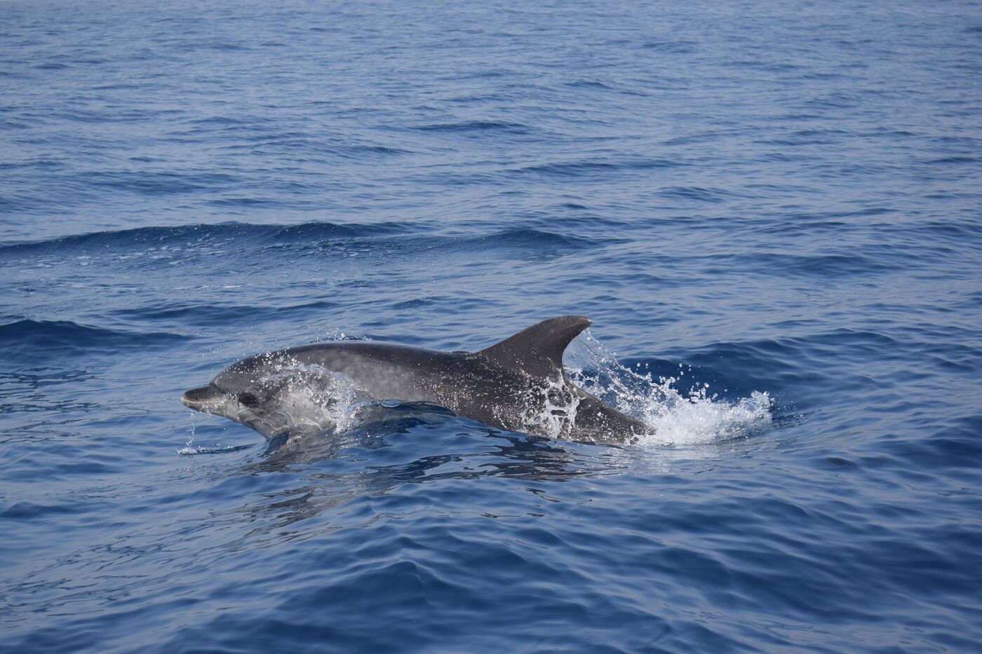Bottlenose dolphin — photographed off south Tenerife
