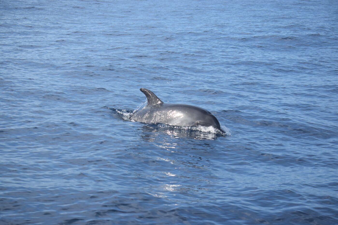 Bottlenose dolphin — photographed off south Tenerife