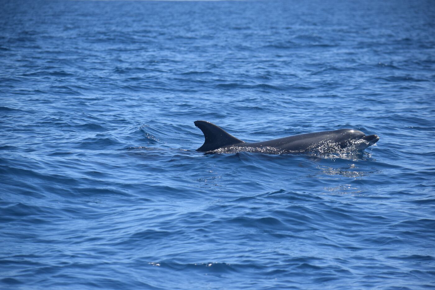 Bottlenose dolphin — photographed off south Tenerife