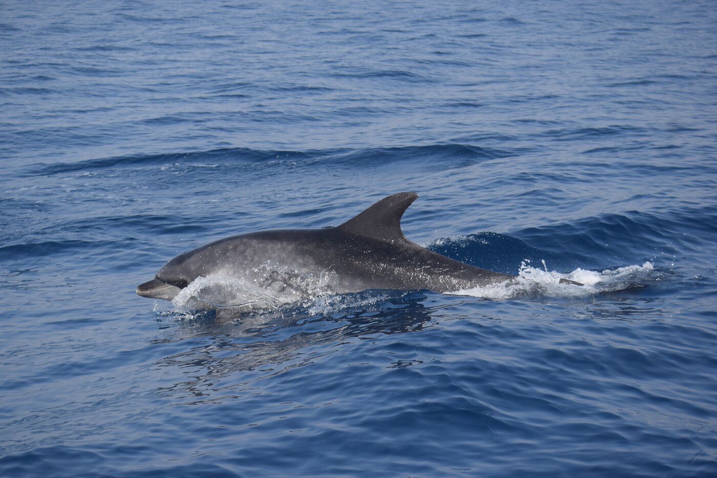 Bottlenose dolphin — photographed off south Tenerife