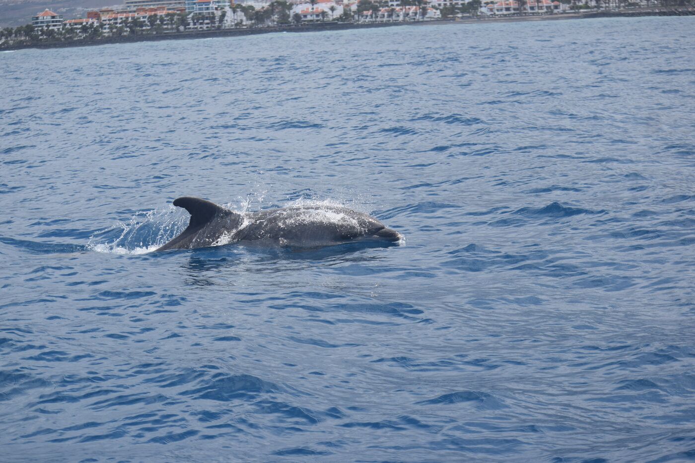Bottlenose dolphin — photographed off south Tenerife