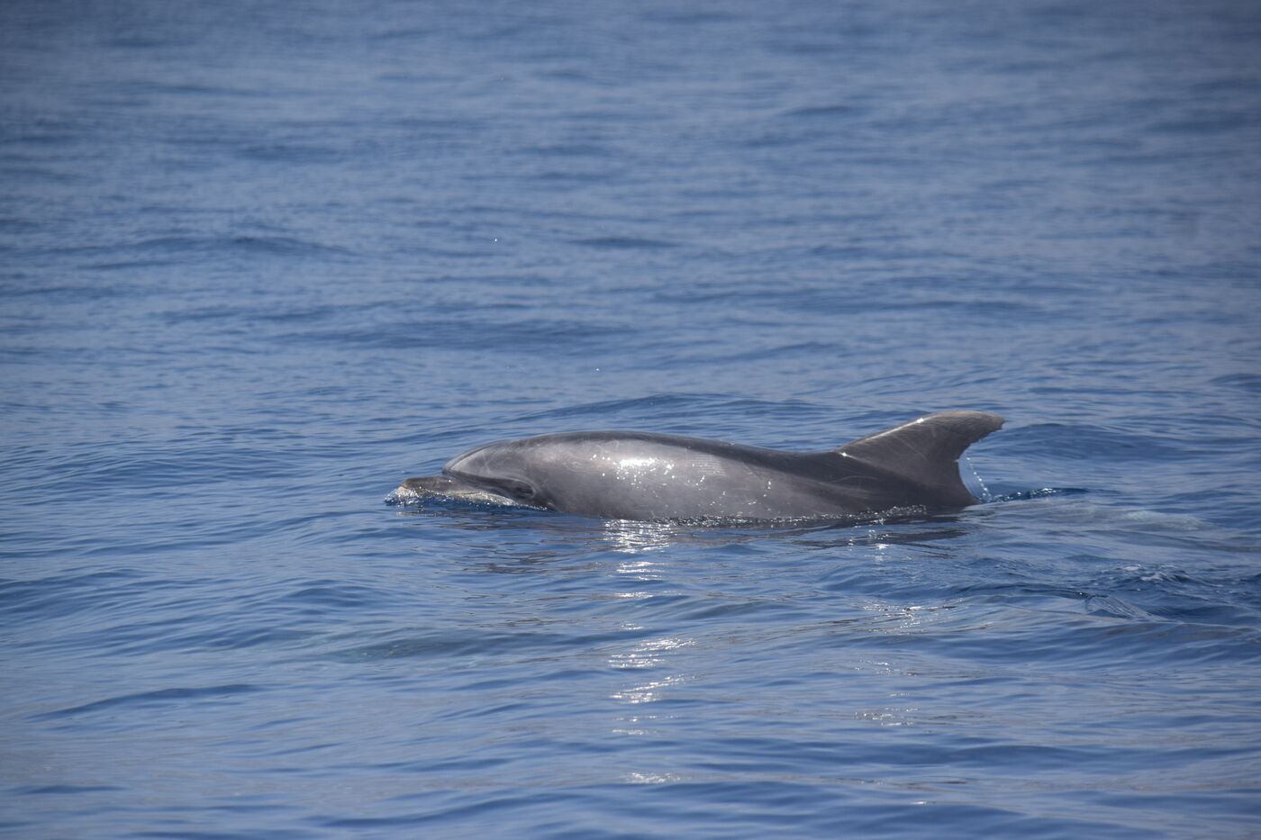 Bottlenose dolphin — photographed off south Tenerife