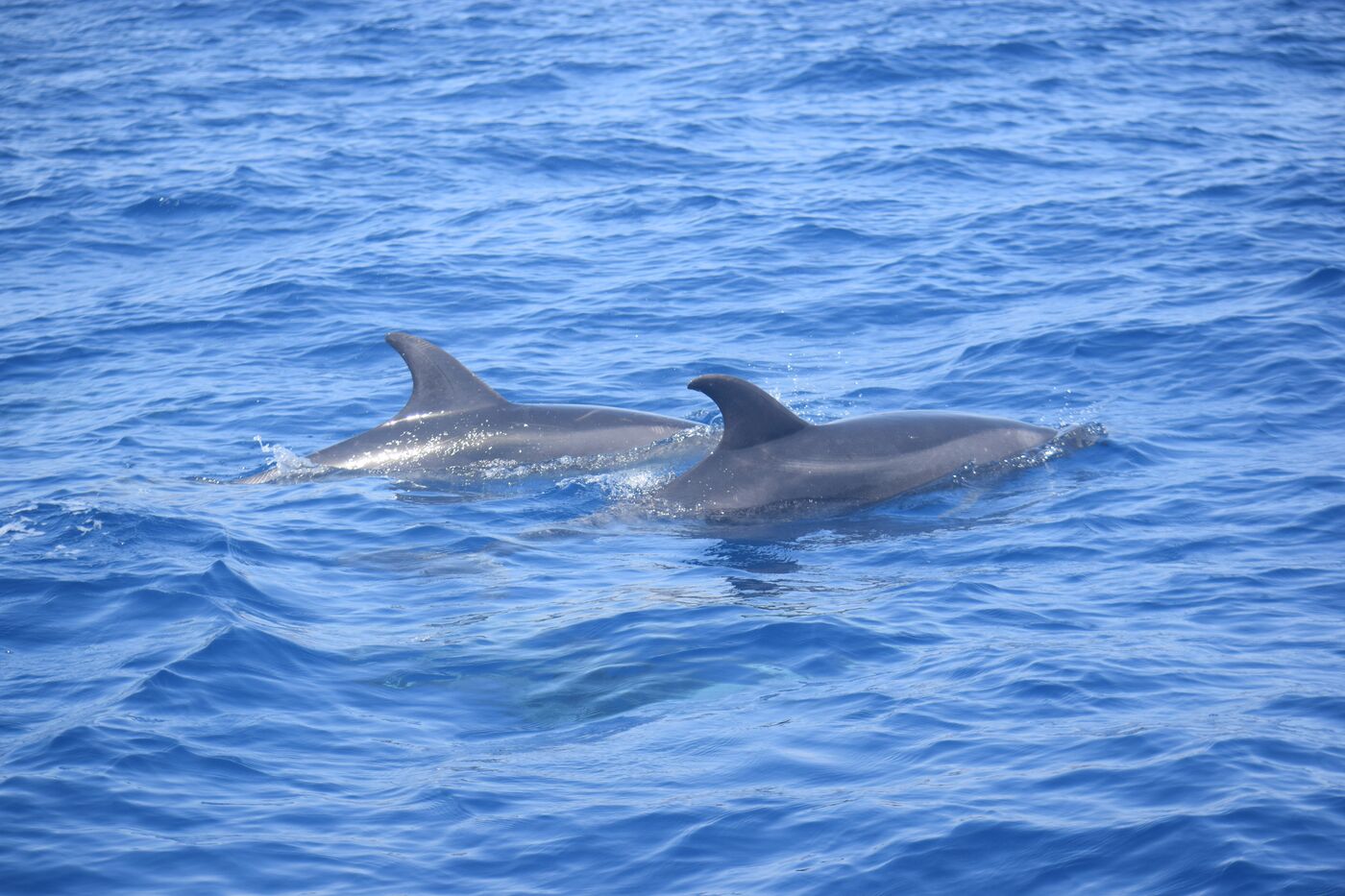 Bottlenose dolphin — photographed off south Tenerife