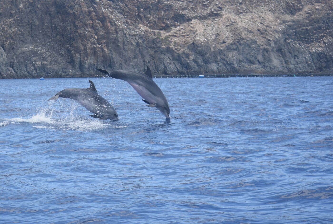 Bottlenose dolphin — photographed off south Tenerife