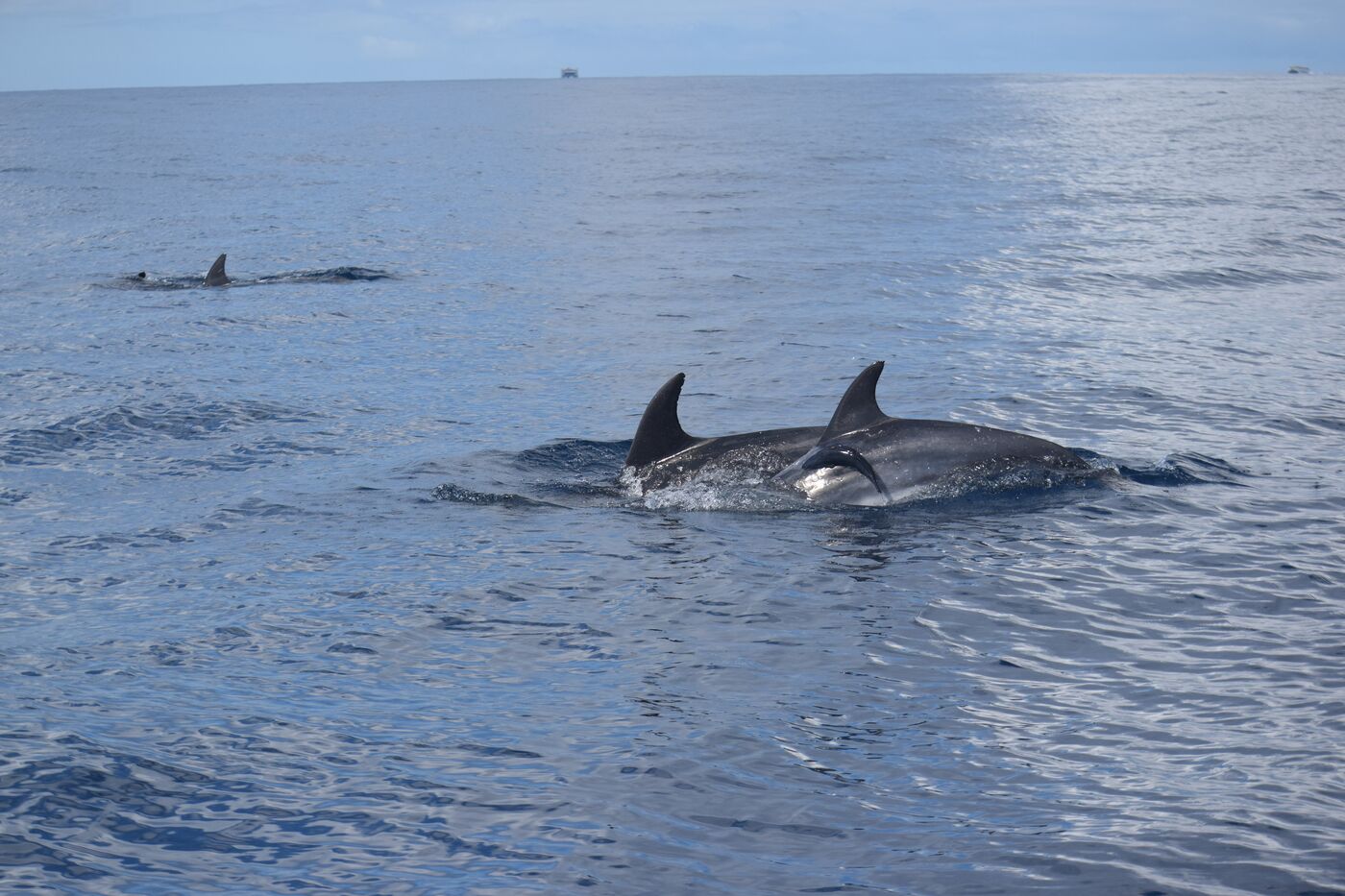 Bottlenose dolphin — photographed off south Tenerife