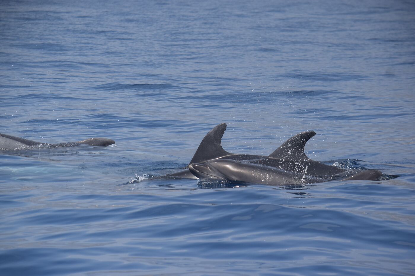Bottlenose dolphin — photographed off south Tenerife