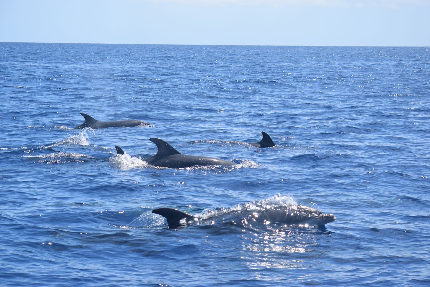 Bottlenose dolphin — photographed off south Tenerife