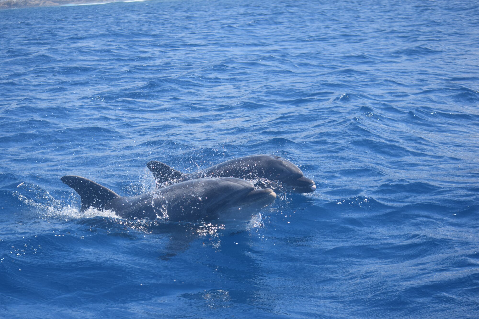 Bottlenose dolphin — seen off Tenerife