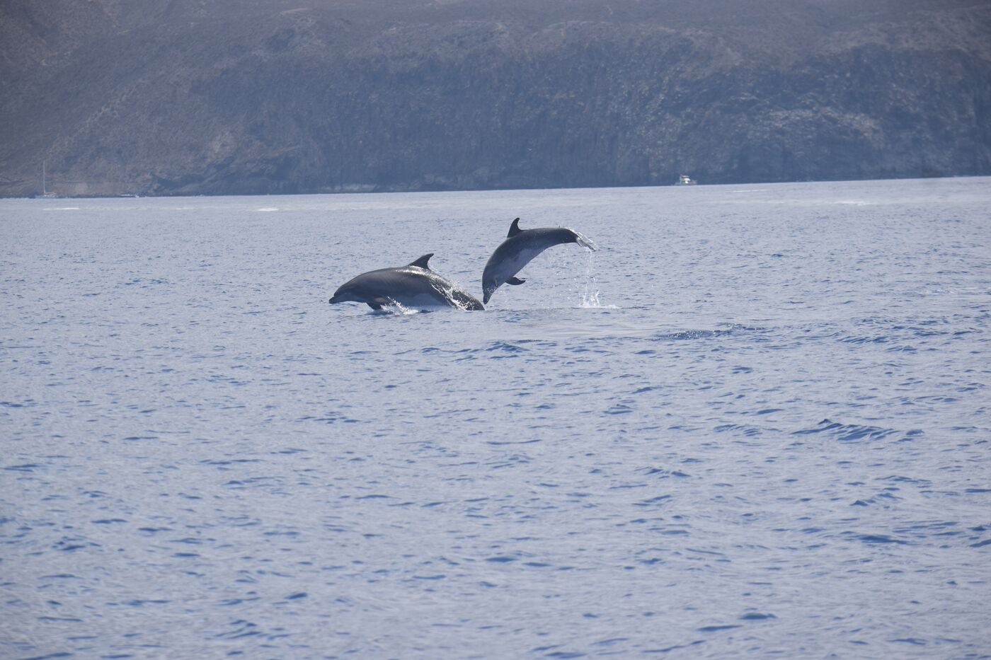 Bottlenose dolphin — photographed off south Tenerife