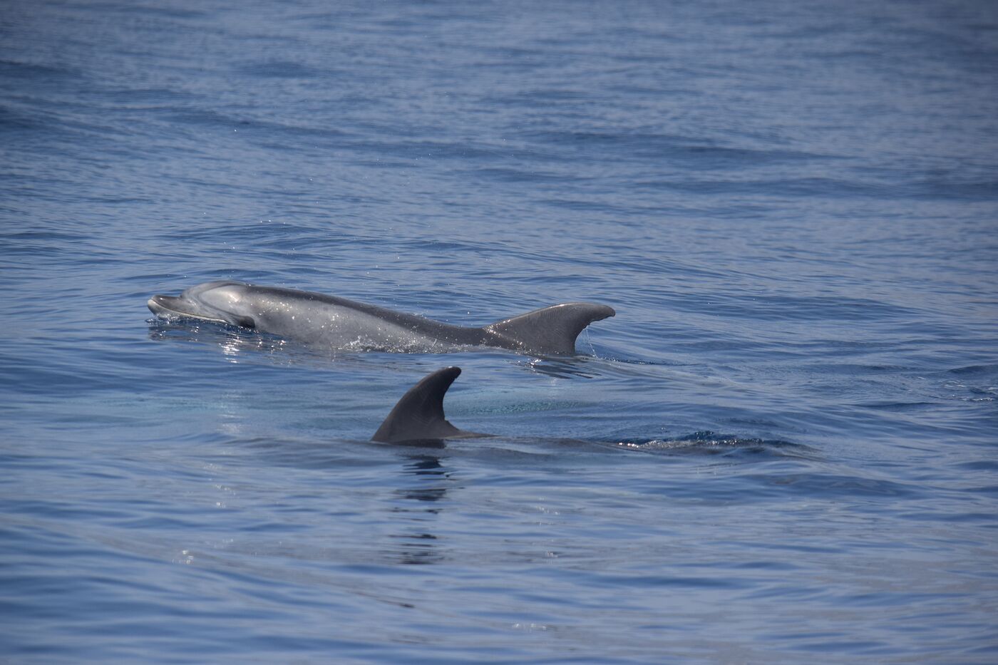 Bottlenose dolphin — photographed off south Tenerife