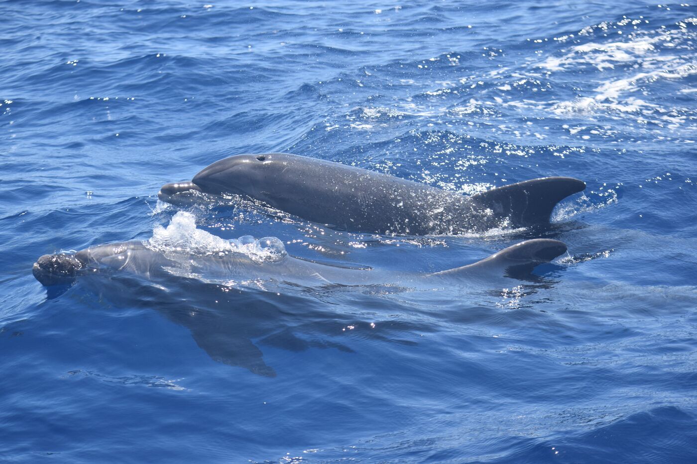 Bottlenose dolphin — photographed off south Tenerife