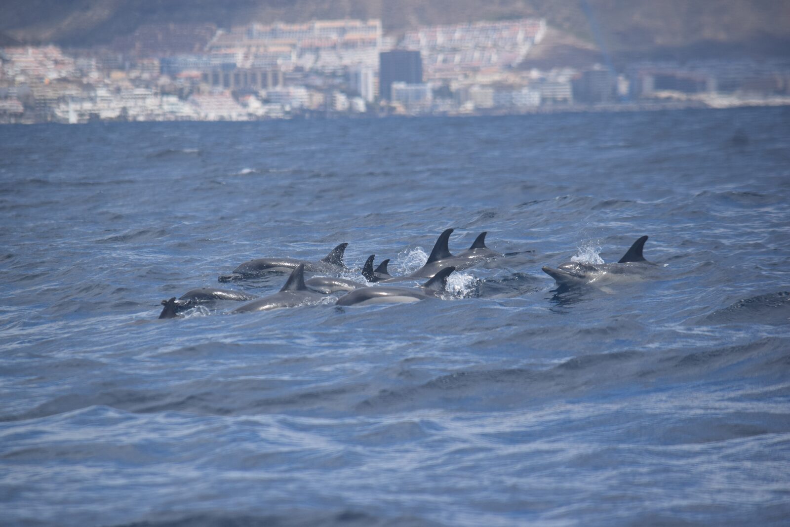 Common dolphins in Tenerife — Tenerife