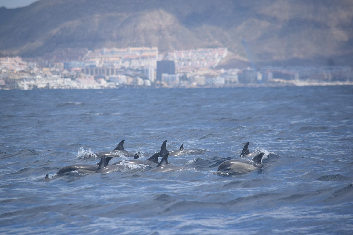 Common dolphins in Tenerife — Tenerife