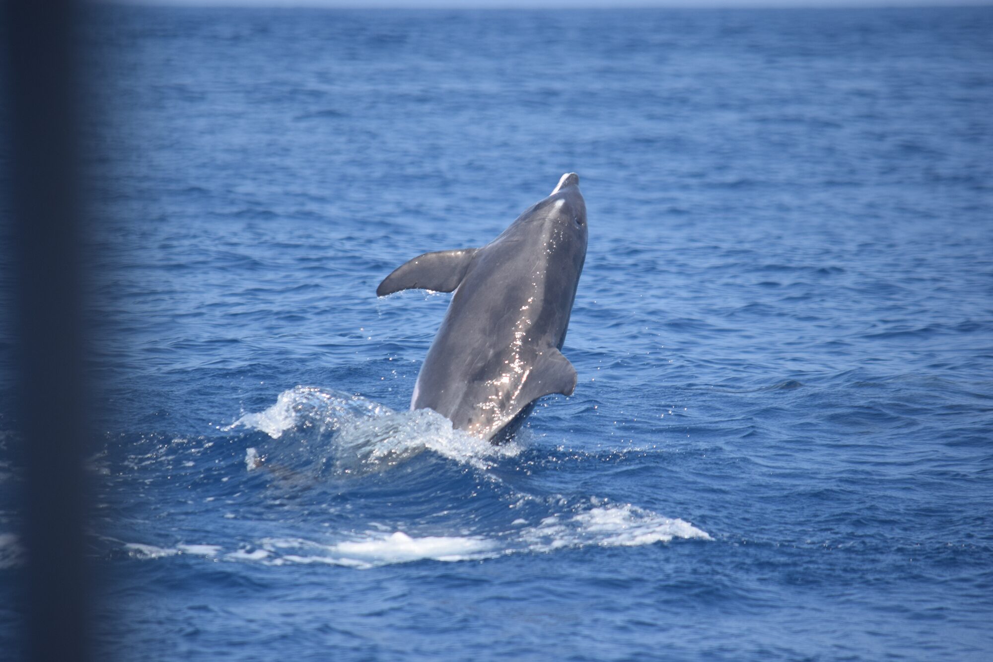 A dolphin leaping clear of the water off the south coast of Tenerife