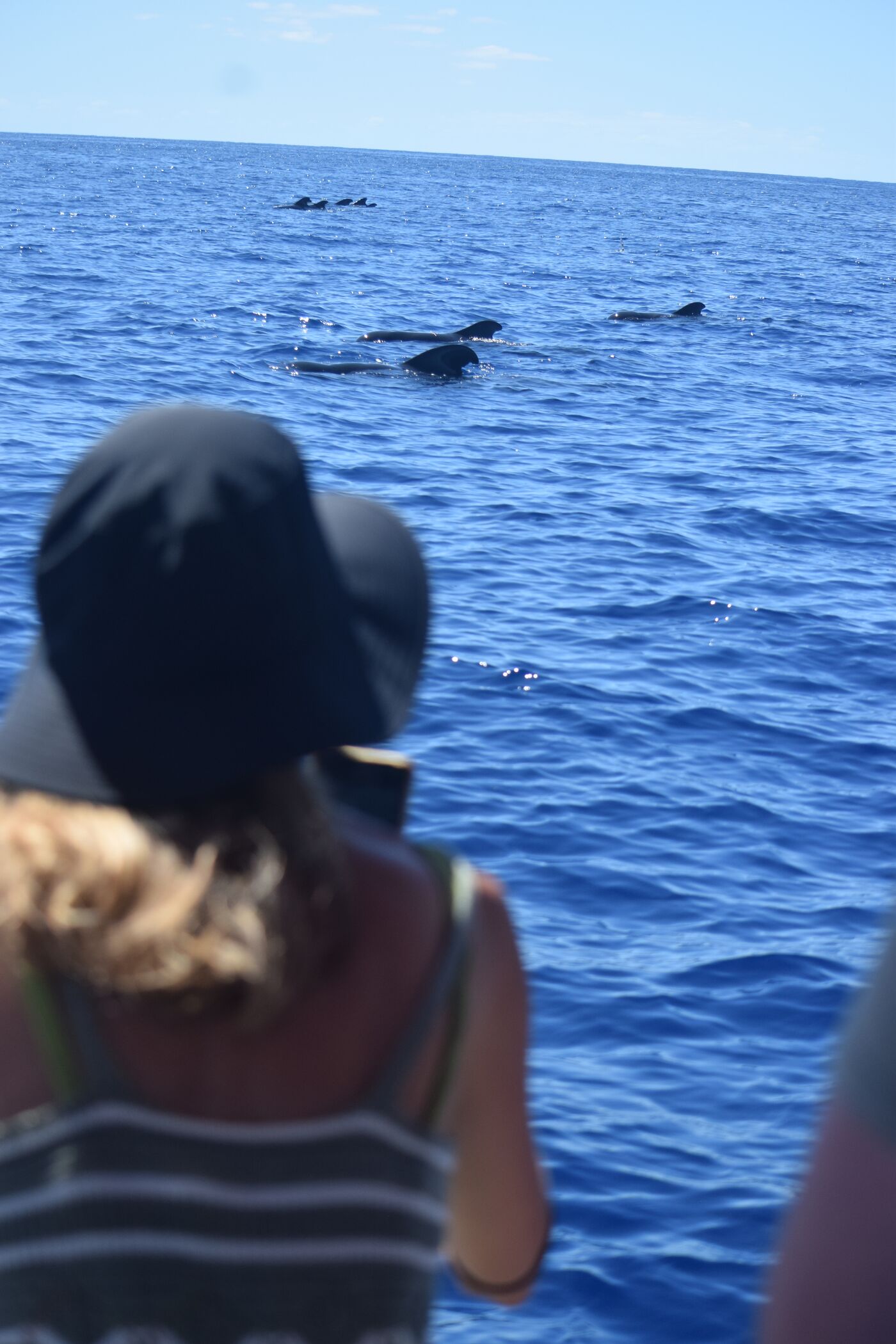 Short-finned pilot whale — photographed off south Tenerife