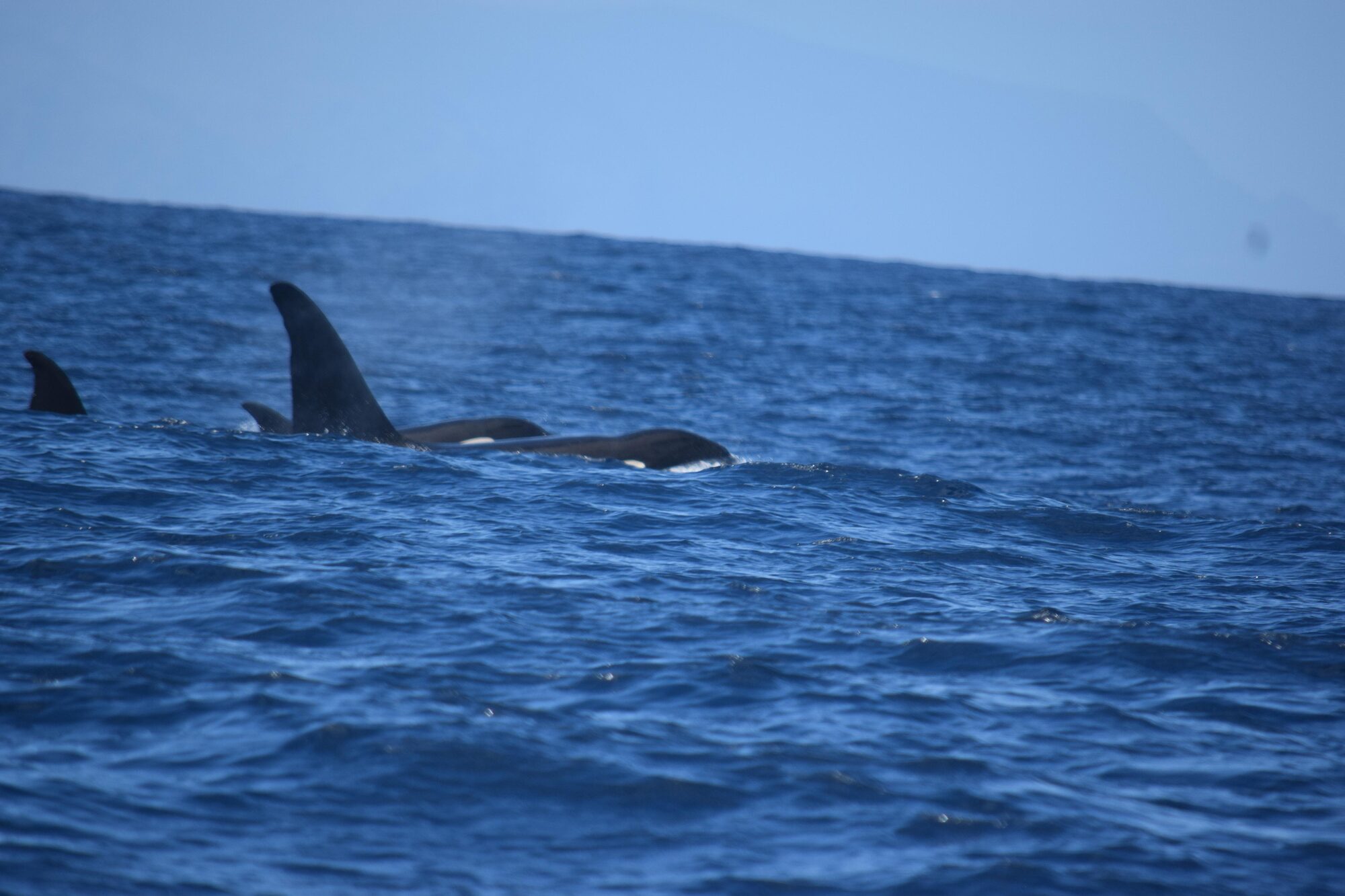 Orca — seen off Tenerife