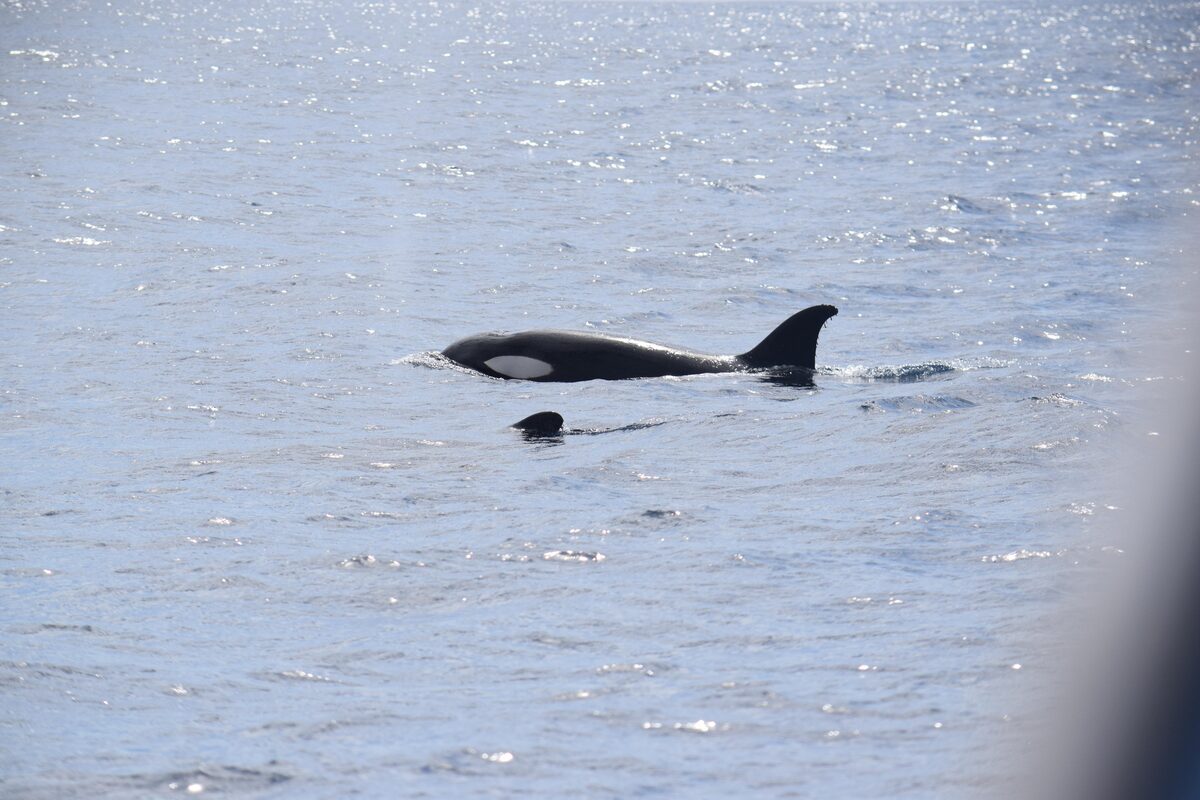 Orcas in Tenerife: can you actually see them? — Tenerife