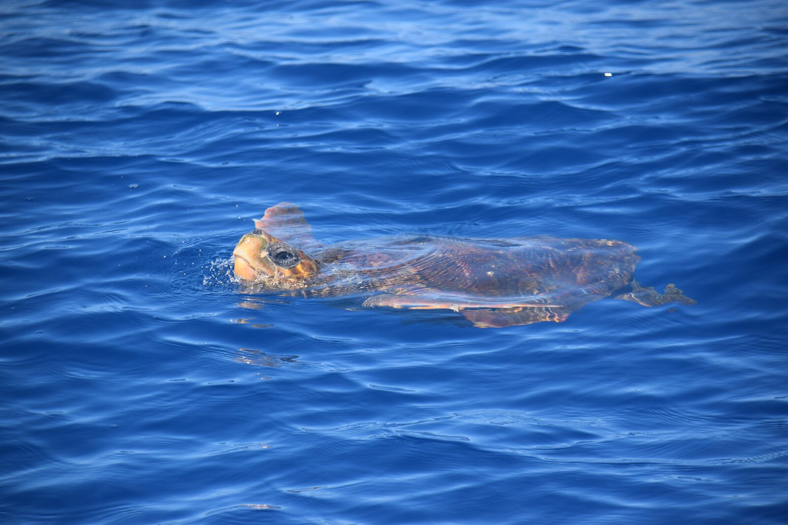 Loggerhead turtle — seen off Tenerife