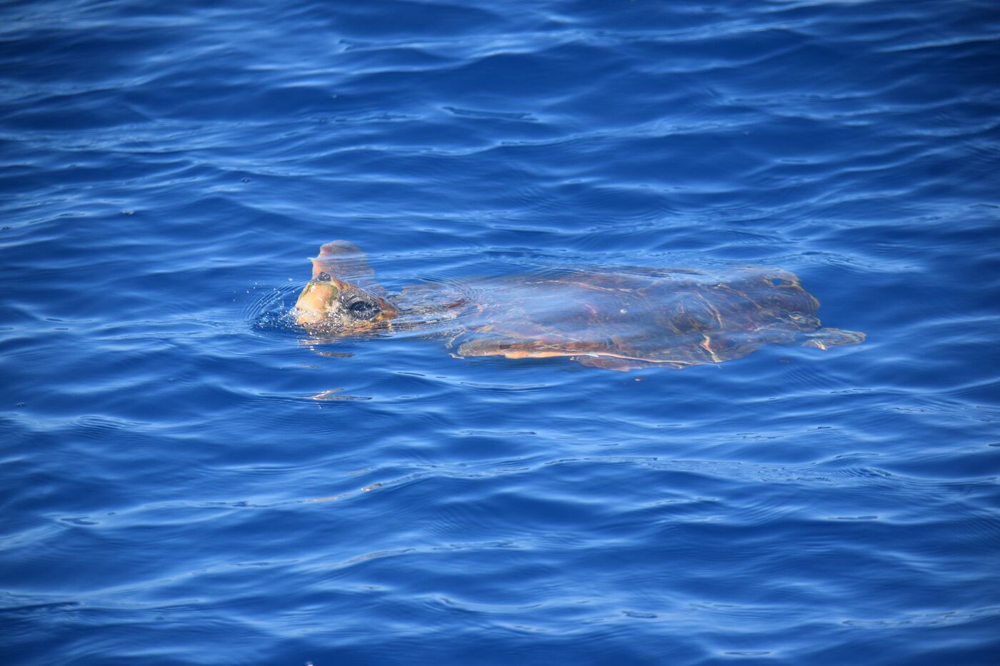 Loggerhead turtle — photographed off south Tenerife