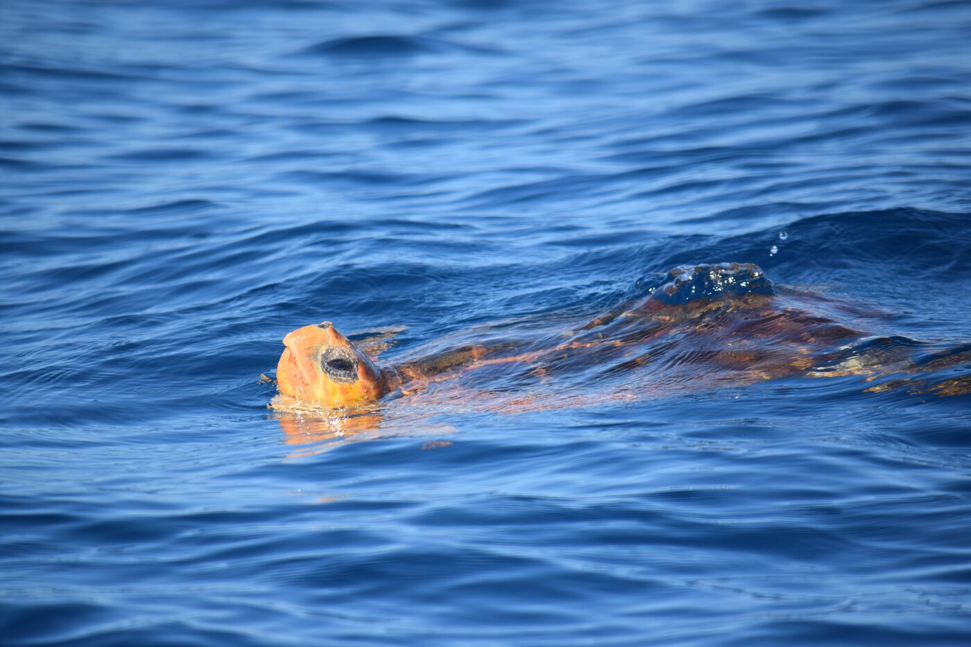Loggerhead turtle — photographed off south Tenerife