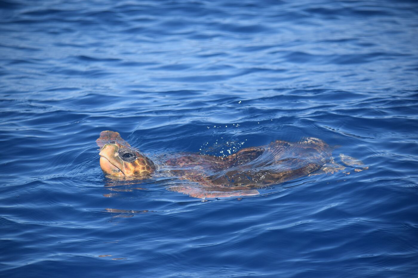 Loggerhead turtle — photographed off south Tenerife
