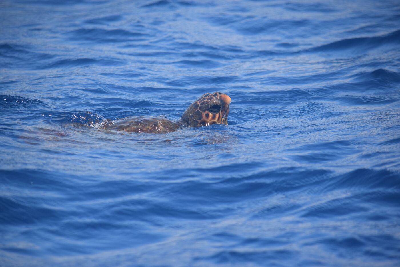 Loggerhead turtle — photographed off south Tenerife