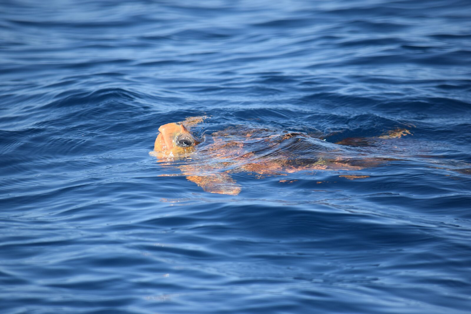 Loggerhead turtles in Tenerife — Tenerife