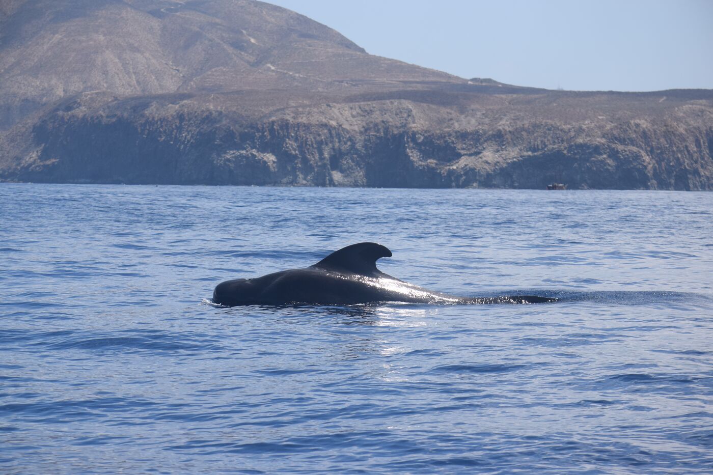 Short-finned pilot whale — photographed off south Tenerife