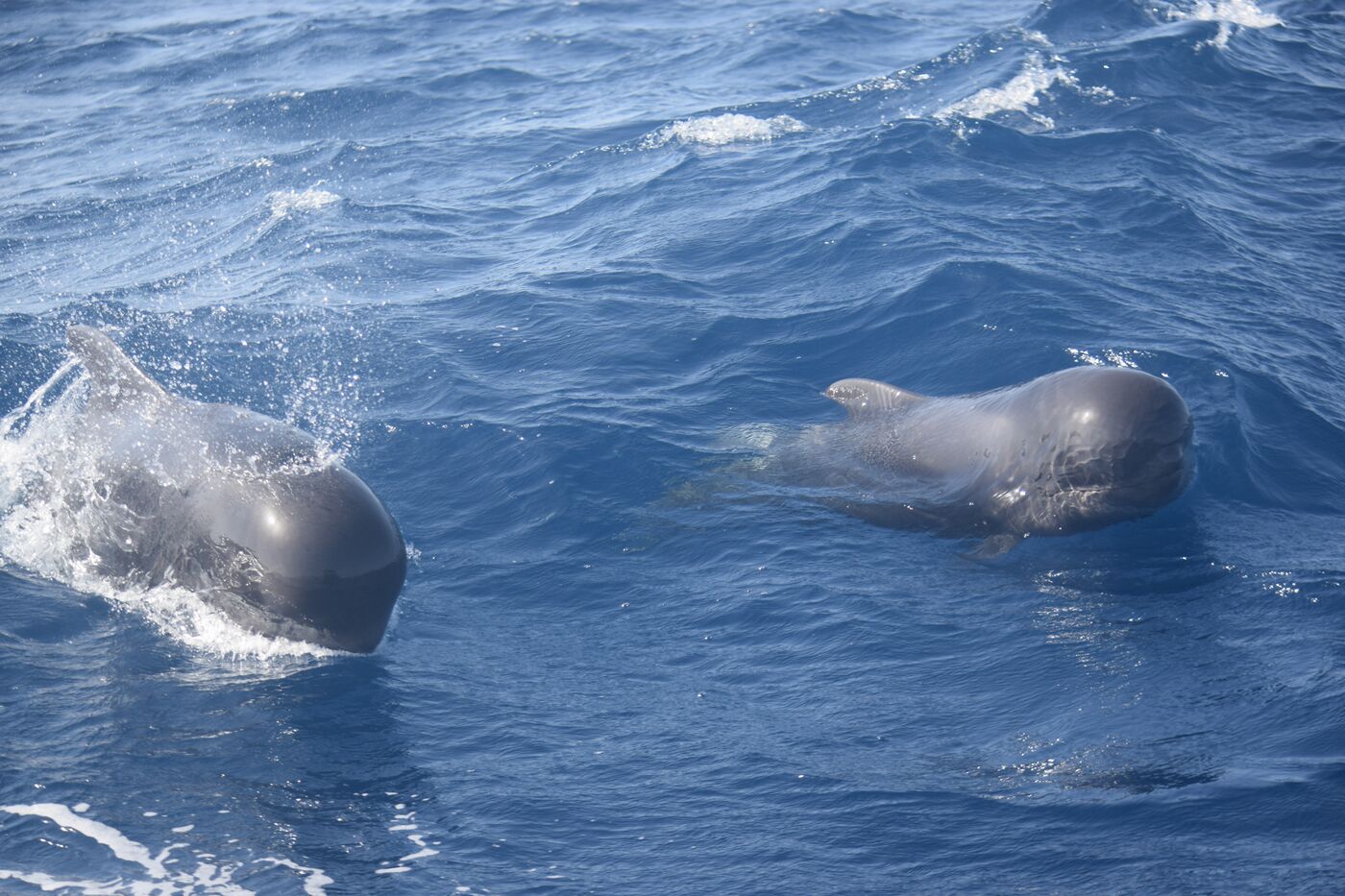 Short-finned pilot whale — photographed off south Tenerife