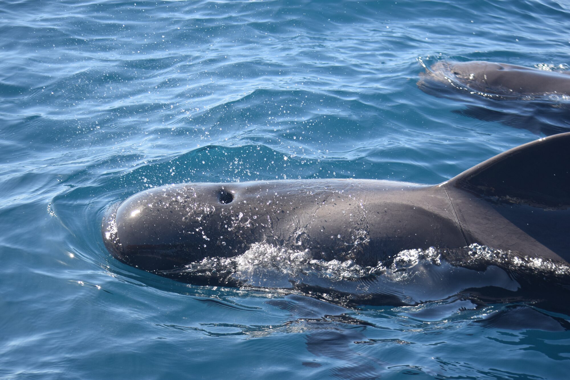 Short-finned pilot whale — seen off Tenerife