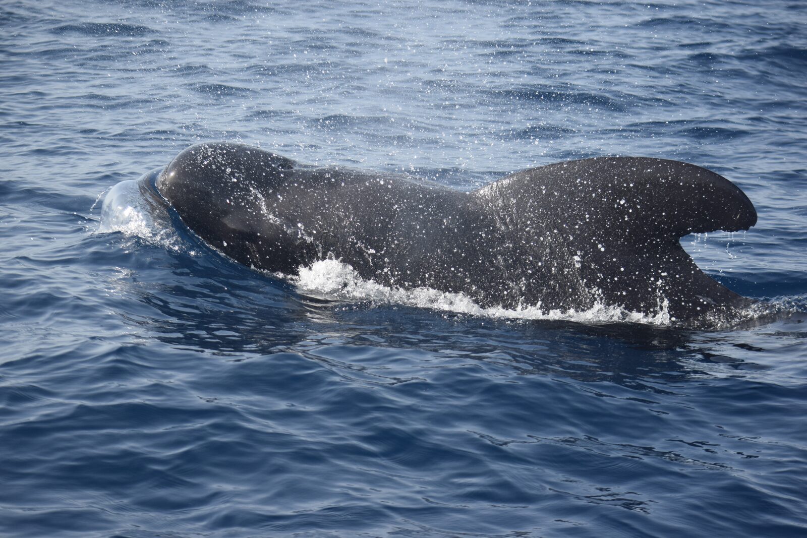A pilot whale surfacing with a calf alongside off Tenerife