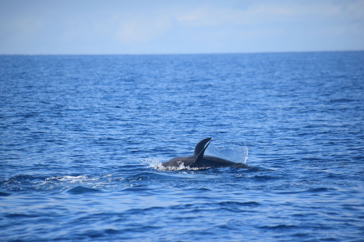Short-finned pilot whale — photographed off south Tenerife