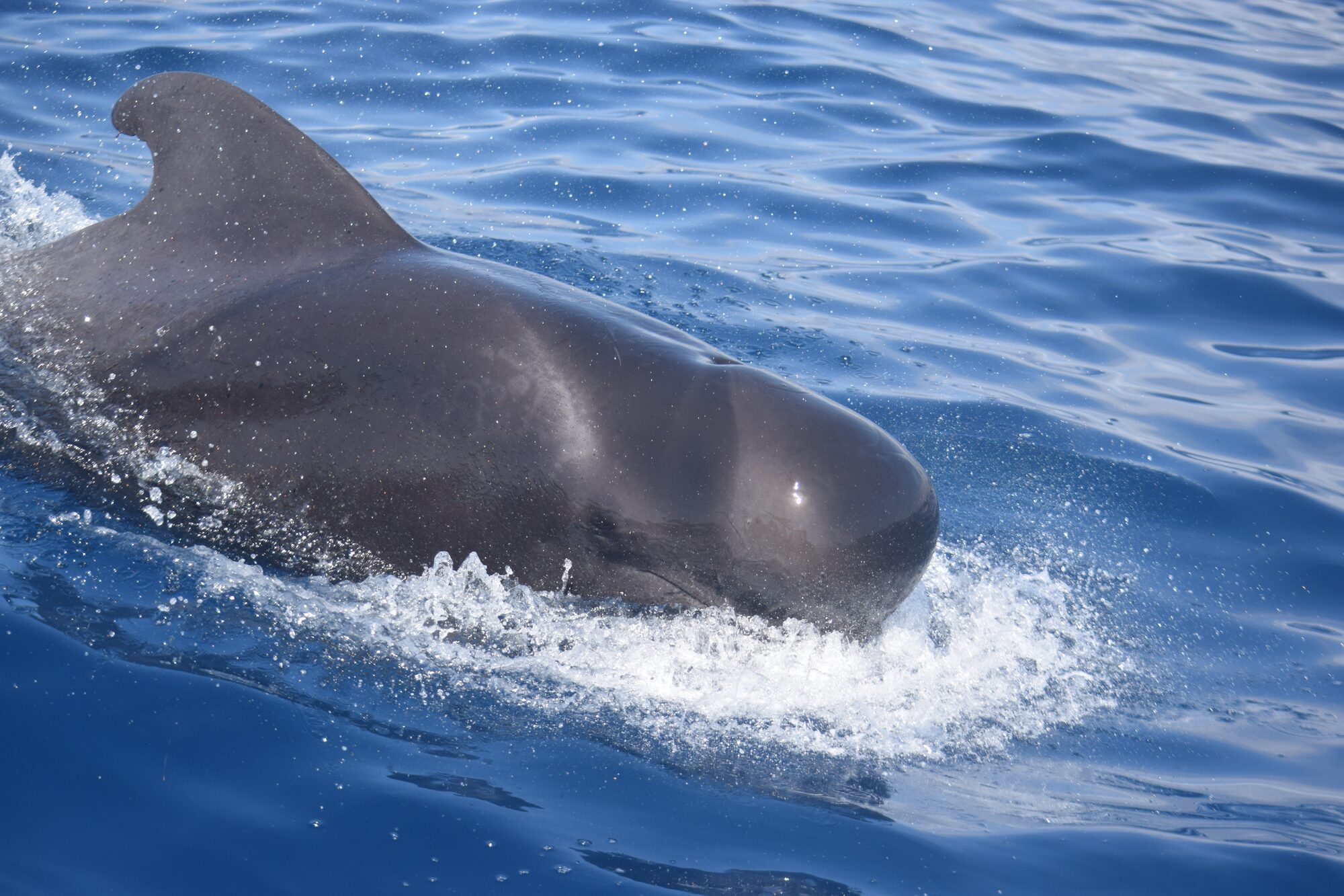 A pilot whale surfacing beside a boat off the south coast of Tenerife