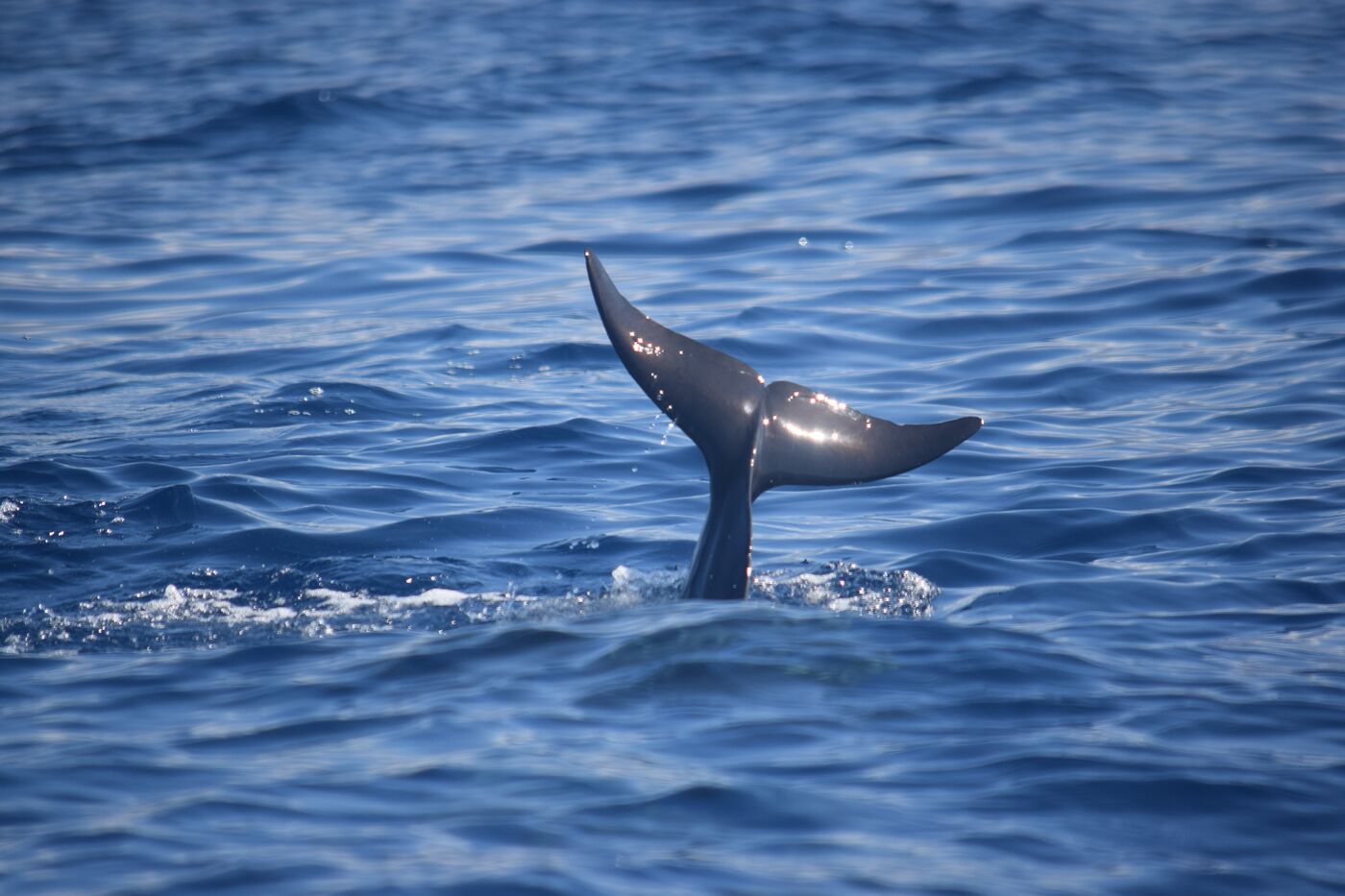 Short-finned pilot whale — photographed off south Tenerife